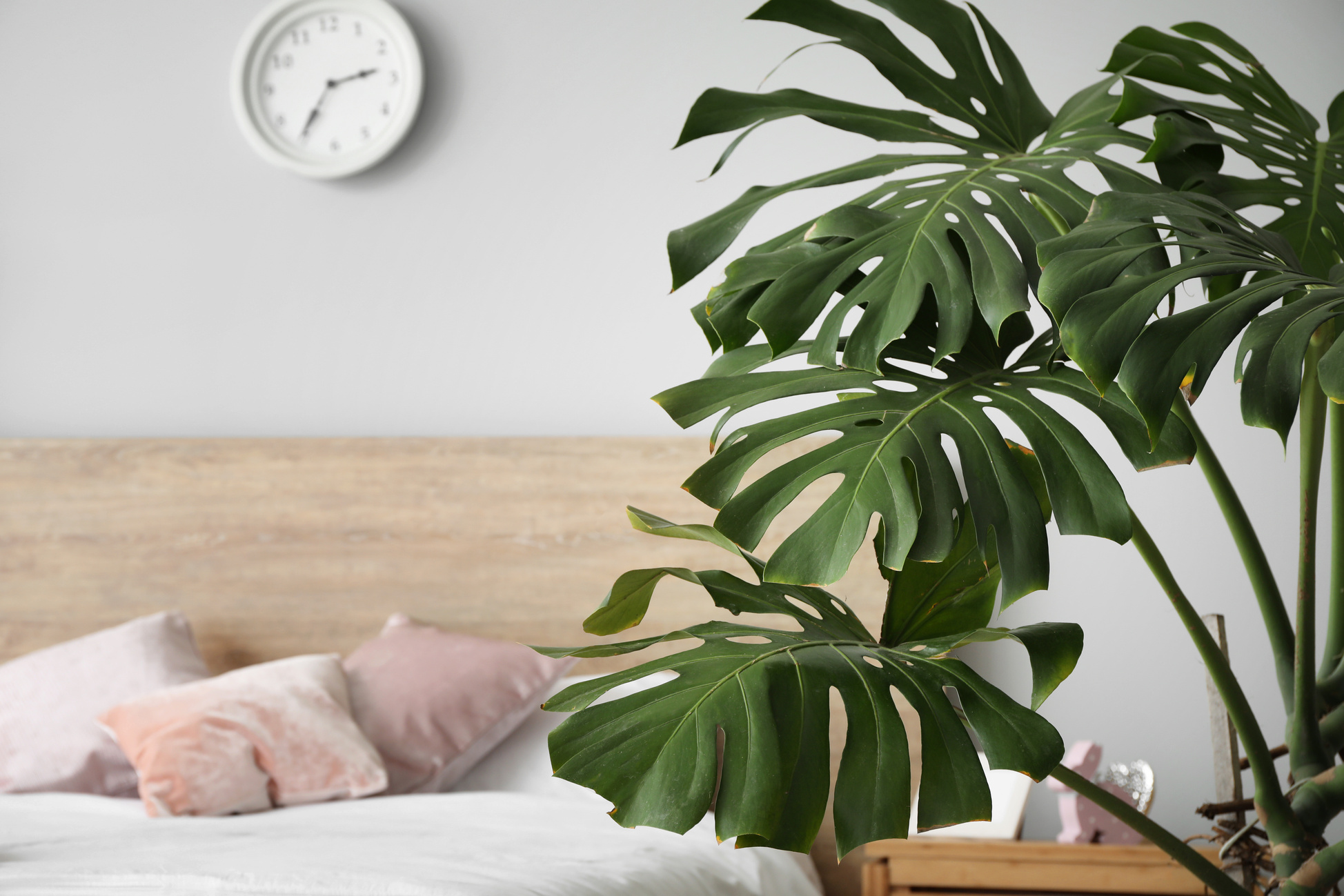 Green Tropical Plant in Interior of Bedroom